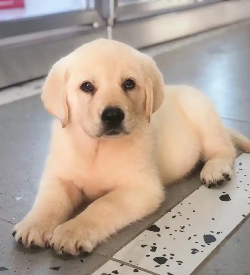 东莞阿雄宠物犬舍专注繁育高品质拉布拉多犬幼犬,现有多窝健康幼犬对外出售,血统纯正品相标准,欢迎大家预约上门挑选,也可选择线上视频一对一选宠。